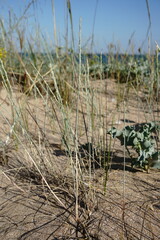 Thinopyrum bessarabicum