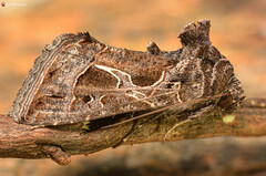 Thysanoplusia indicator