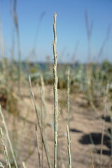 Thinopyrum bessarabicum