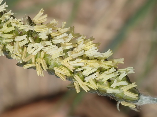 Image of Harpochloa falx by (c) Nicola van Berkel, some rights reserved (CC BY-SA)
