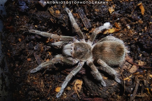 Cyrtopholis agilis
