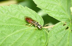 Onycholyda luteicornis