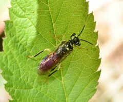 Onycholyda luteicornis