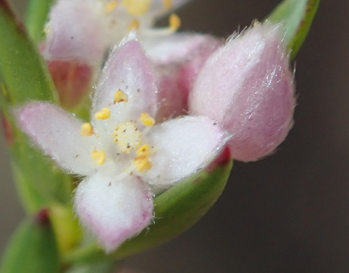 Lachnaea burchellii (Lachnaea burchellii)