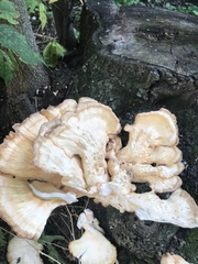 Laetiporus sulphureus