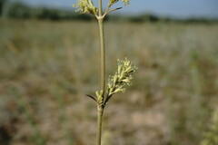 Silene borysthenica