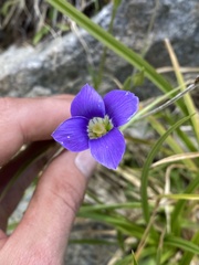 Gentianopsis holopetala
