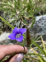 Gentianopsis holopetala