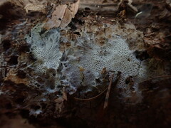 Trechispora mollusca