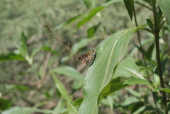 Piruna aea