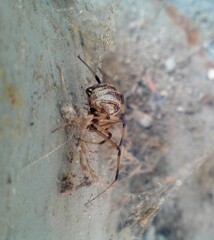 Latrodectus geometricus