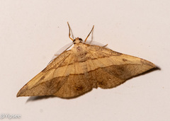 Hypochrosis hyadaria