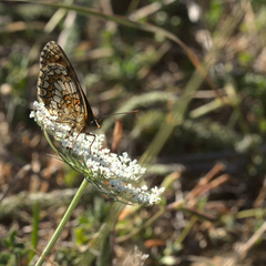 Melitaea parthenoides