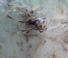 Latrodectus geometricus