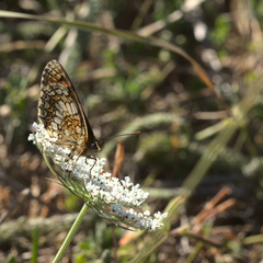 Melitaea parthenoides