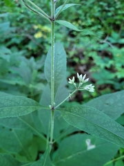 Eutrochium purpureum