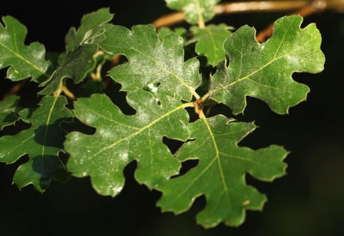iNaturalist observation photo of California black oak