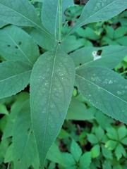 Eutrochium purpureum
