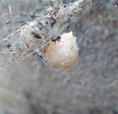 Latrodectus geometricus
