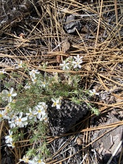 Leptosiphon melingii