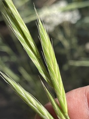 Bromus marginatus