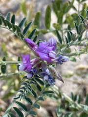 Astragalus gruinus
