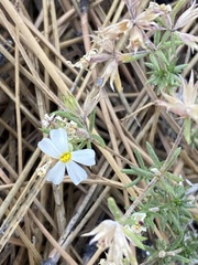 Leptosiphon melingii