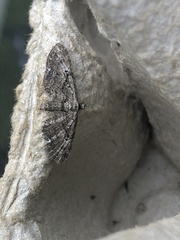 Eupithecia pusillata
