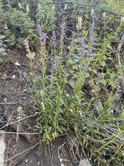 Penstemon strictus