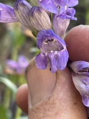 Penstemon strictus