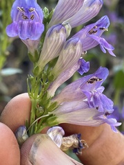 Penstemon strictus