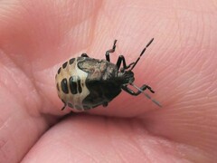 Rhacognathus punctatus