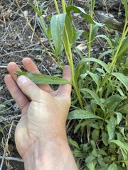 Penstemon strictus