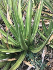 Agave angustiarum