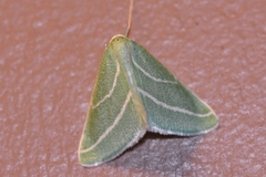 Synchlora bistriaria