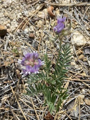 Astragalus gruinus