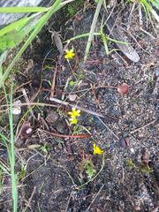 Ranunculus flammula filiformis