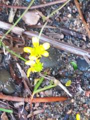 Ranunculus flammula filiformis