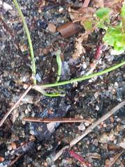 Ranunculus flammula filiformis