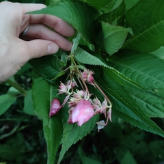 Impatiens glandulifera