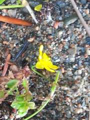 Ranunculus flammula filiformis