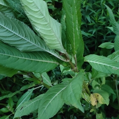 Impatiens glandulifera