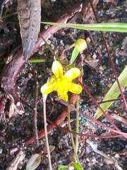 Ranunculus flammula filiformis