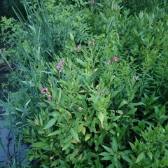 Impatiens glandulifera