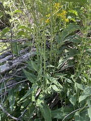 Chlorocrambe hastata