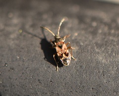 Scolopostethus affinis