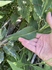 Chlorocrambe hastata