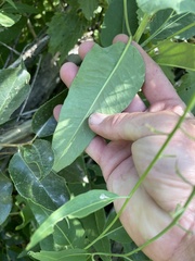 Chlorocrambe hastata