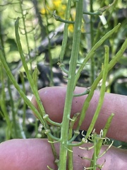 Chlorocrambe hastata