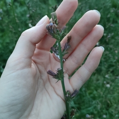 Cichorium intybus
